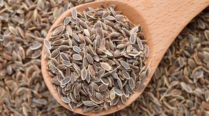 Dill Seeds